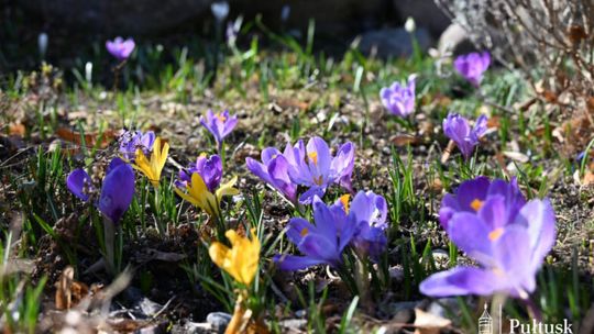 21 marca – pierwszy dzień kalendarzowej wiosny