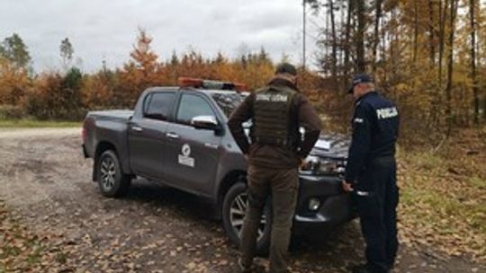 Akcja „STROISZ”. Walka z nielegalnym pozyskiwaniem gałęzi drzew iglastych