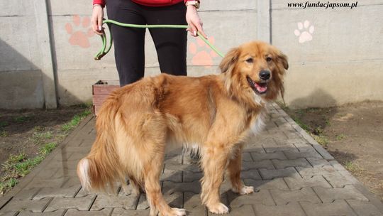 BATON – nie kupuj, adoptuj!