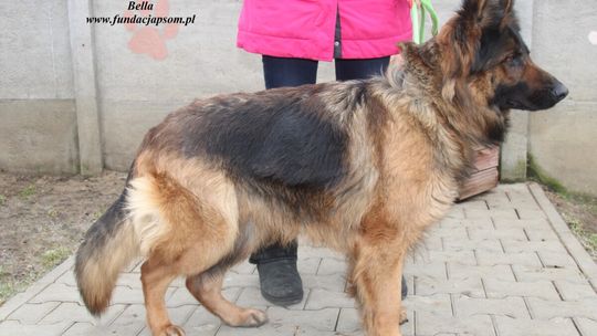 BELLA – Nie kupuj, adoptuj!