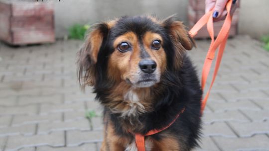 BENJI – Nie kupuj, adoptuj!