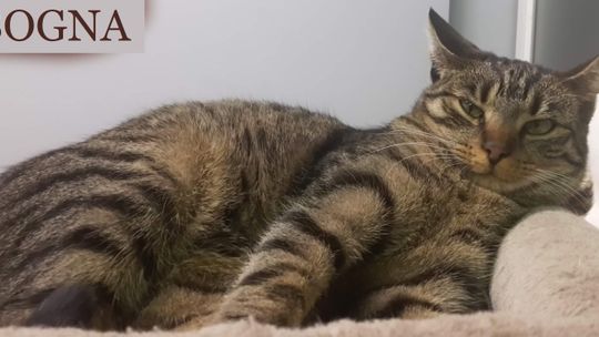 BOGNA – Nie kupuj – Adoptuj!