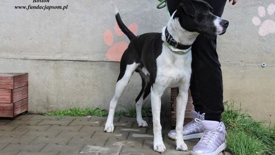 BOSTON – Nie kupuj, adoptuj!