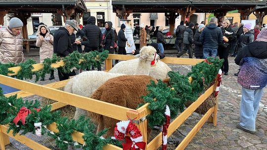 Bożonarodzeniowy jarmark i inne atrakcje na pułtuskim rynku
