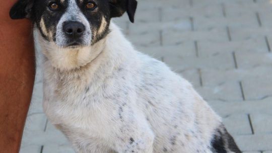 BRANDO – Nie kupuj, adoptuj!