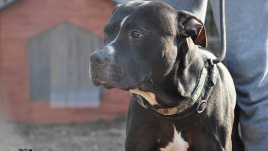 BURBON – Nie kupuj, adoptuj!