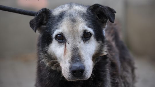 CEZAR – Nie kupuj, adoptuj!