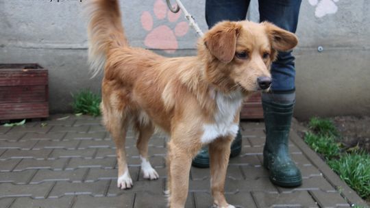 CHEES – Nie kupuj, adoptuj!