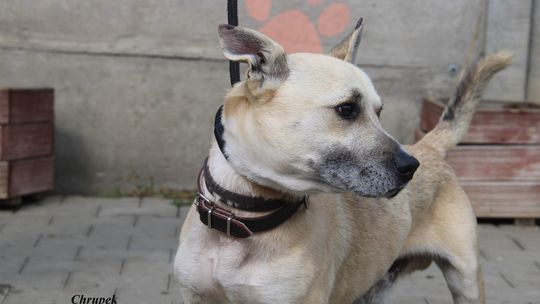 CHRUPEK – Nie kupuj, adoptuj!