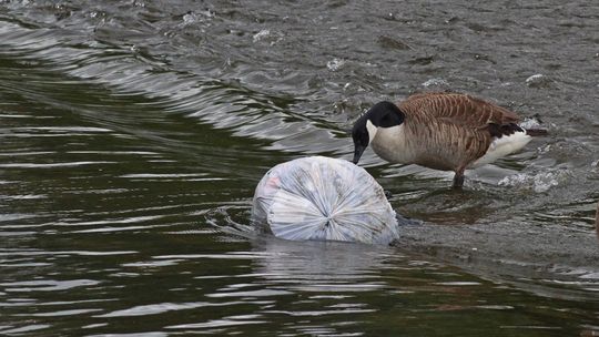 Co tydzień zjadamy nawet 5 gramów mikroplastiku