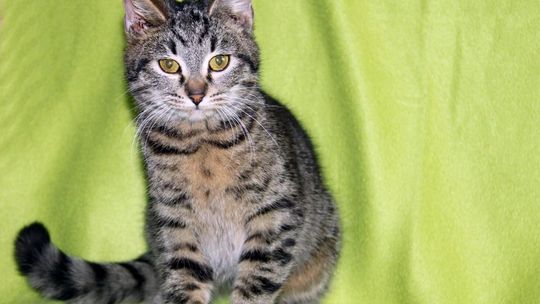 CZARODZIEJKA – Nie kupuj – adoptuj