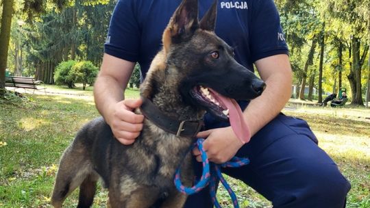 CZWORONOŻNY FUNKCJONARIUSZ TRAFI DO PUŁTUSKIEJ POLICJI