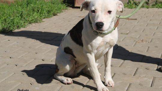 DAKOTA – Nie kupuj, adoptuj!