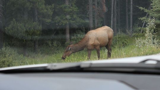 Dzikie zwierzęta na drodze Dzikie zwierzęta na drodze