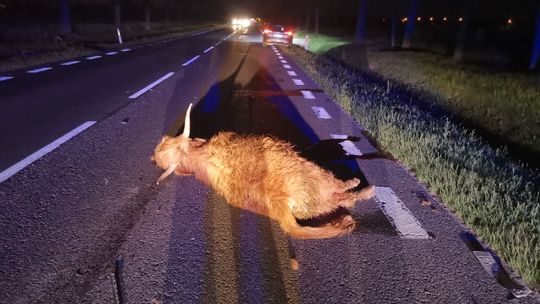 Dzikie zwierzęta na drodze! Apelujemy o ostrożność!