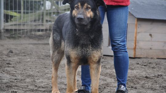 EDEK – Nie kupuj, adoptuj!