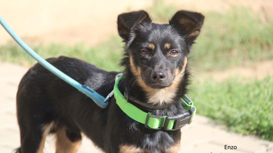 ENZO – Nie kupuj, adoptuj!