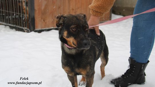 FELEK – Nie kupuj, adoptuj!