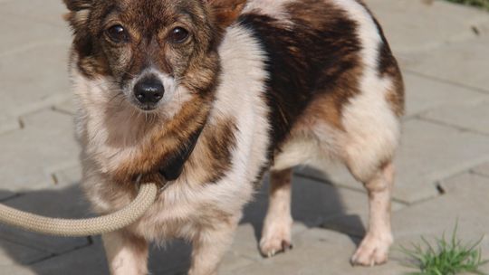 FIBI  – Nie kupuj, adoptuj!