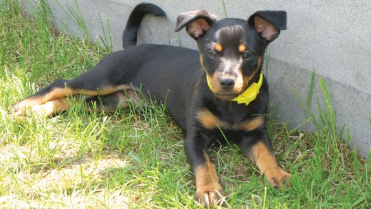 Genetyk ostrzega przed wyginięciem naturalnej różnorodności psów