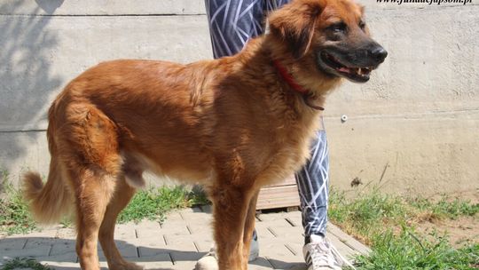GINGER – Nie kupuj, adoptuj!