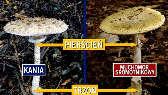 GRZYBIARZ MYLI SIĘ TYLKO RAZ