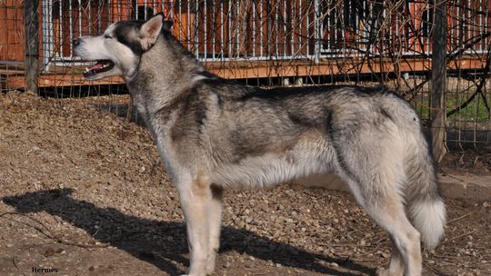 HERMES – Nie kupuj, adoptuj!