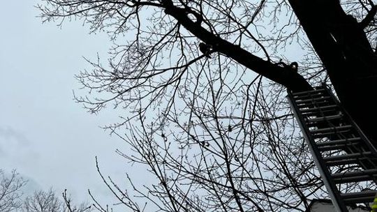 JABŁONNA. Strażacy uratowali zaplątanego ptaka