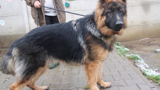 JACK – Nie kupuj, adoptuj!