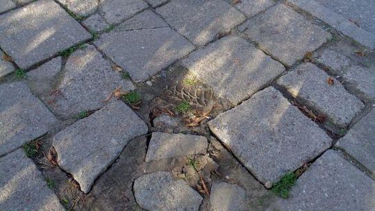 JESZCZE O STASZICA
