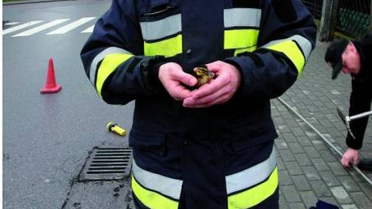 Kaczka na ruchliwej ulicy