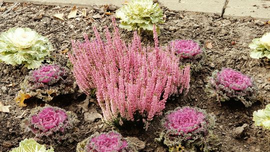 KAPUSTKOWO I WRZOSOWO