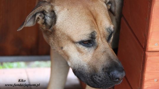 KIKO – Nie kupuj, adoptuj!