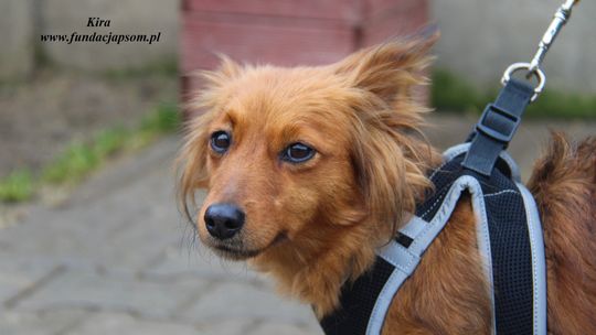 KIRA – Nie kupuj, adoptuj!