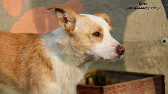 KLEKS – Nie kupuj, adoptuj!