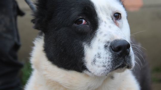 KODA – Nie kupuj, adoptuj!