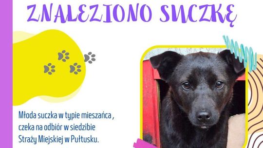 Kolejny piesek czeka na właściciela