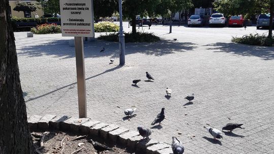 KURIOZUM MIEJSKIE
