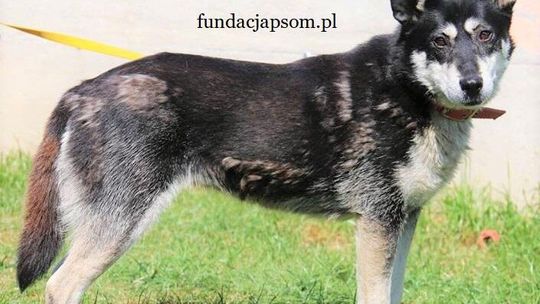 LAWA – Nie kupuj – Adoptuj!