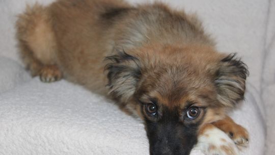 LENA – Nie kupuj, adoptuj!
