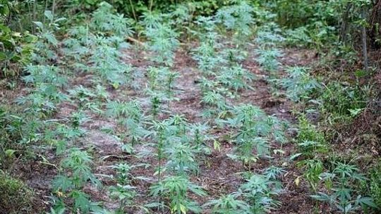 Leśna plantacja zlikwidowana