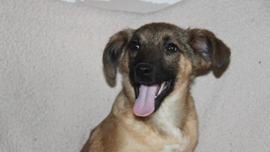 LUCY – Nie kupuj, adoptuj!