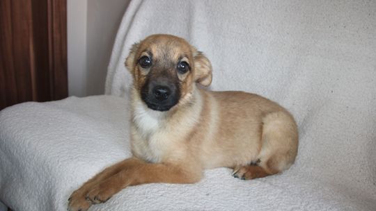 LUNA – Nie kupuj, adoptuj!