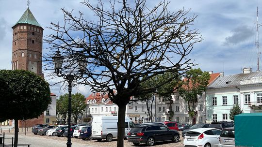 Martwe drzewo na rynku