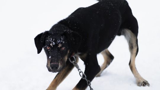 Między opłatkiem a zamarzniętą miską