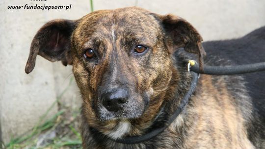 Naldo – Nie kupuj, adoptuj!