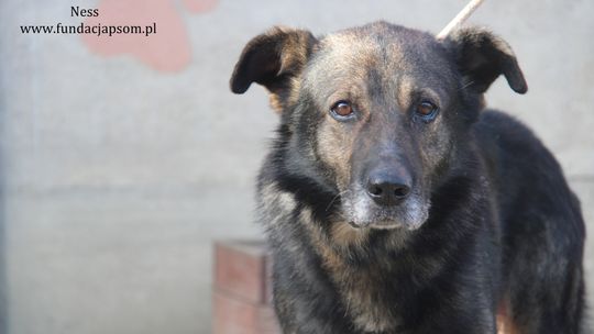 NESS – Nie kupuj, adoptuj!
