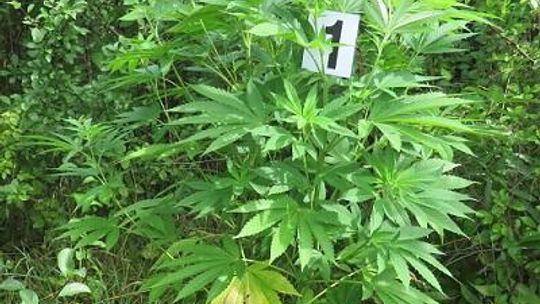 Nielegalna uprawa konopi zlikwidowana