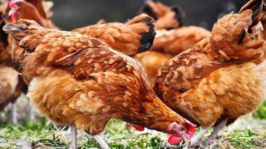 Niezwykle groźna ptasia grypa HPAI idzie przez Mazowsze jak burza