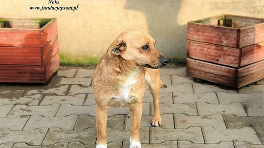 NOKS – Nie kupuj, adoptuj!